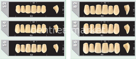 Major Plus Acrylic Teeth Full Set of 28