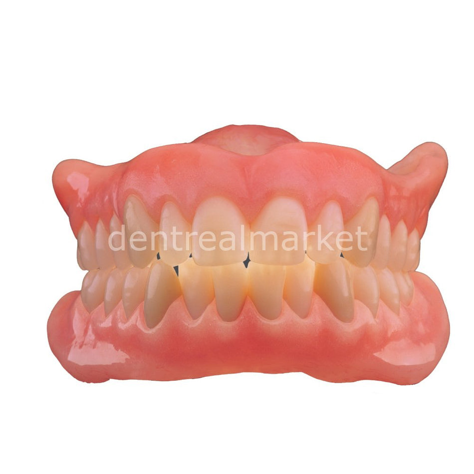 Schottlander Enigmalife+ Posterior 8-Set Teeth