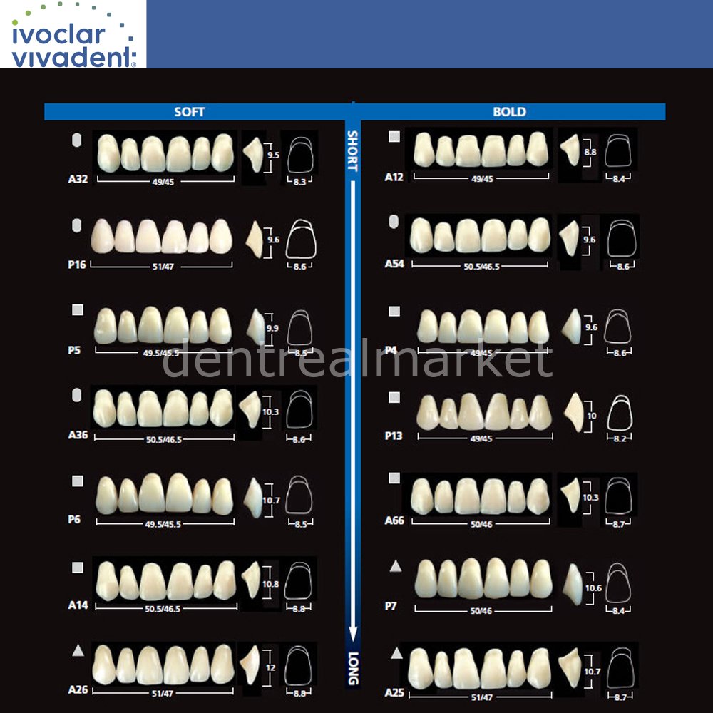 Ivoclar Vivadent SR Vivodent DCL / SR Orthotyp DCL Full Denture Teeth Set of 28
