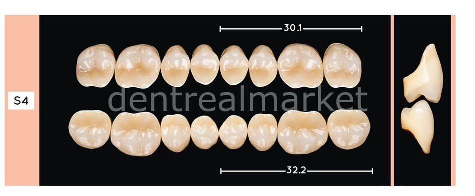 Schottlander Enigmalife+ Posterior 8-Set Teeth